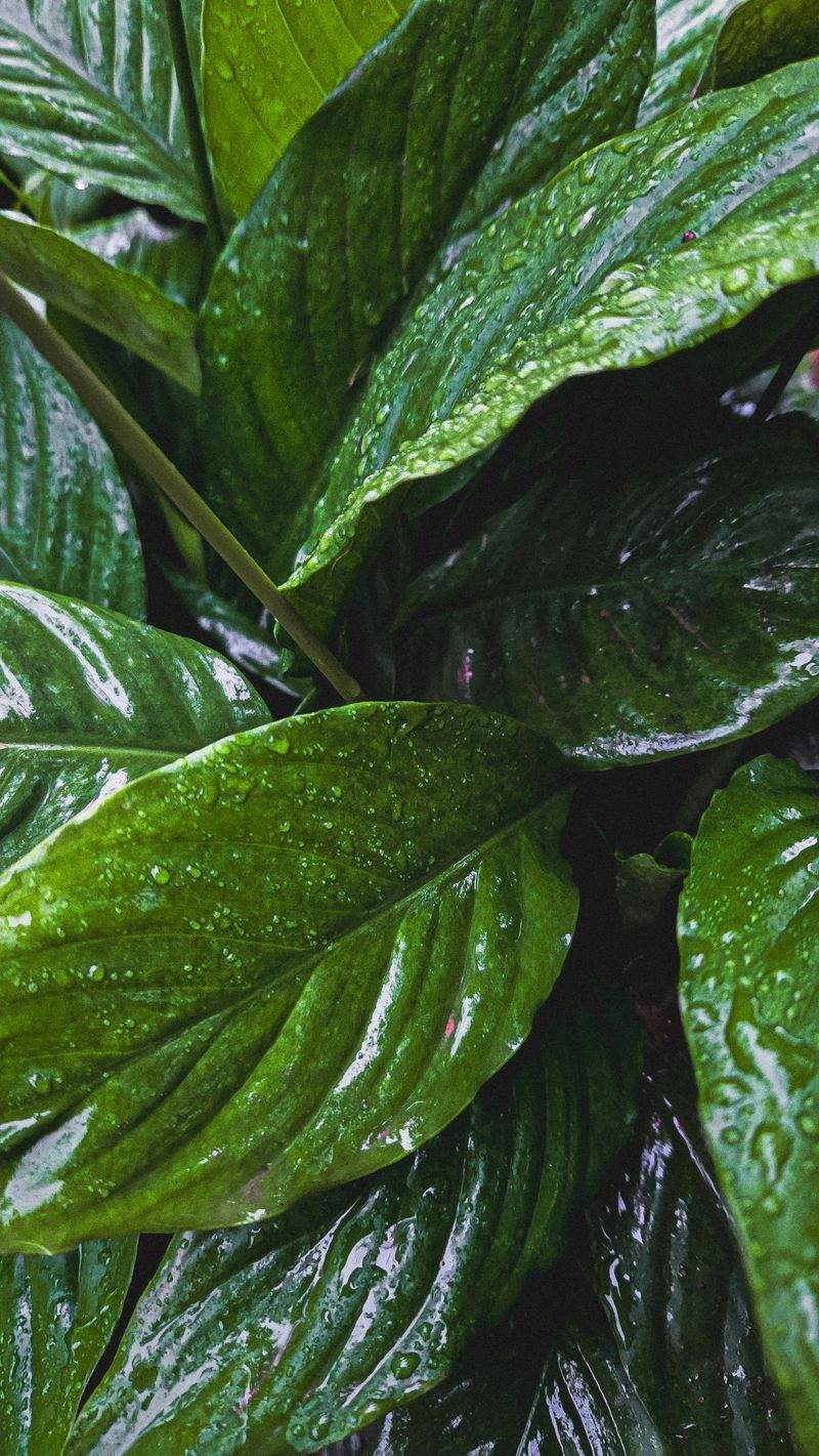 Grüne Oase GmbH - Image 11