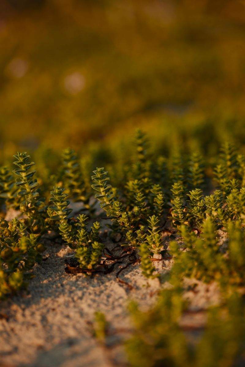 Bewässerungssysteme